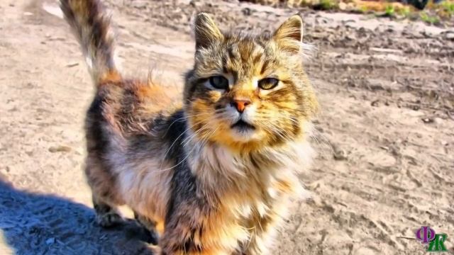 Хозяева выставили КОТА в подъезд и уехали. Он устроился на коврике ждать, но только… смотреть онлайн