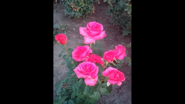 Моя роза Hot Lady. смотреть онлайн