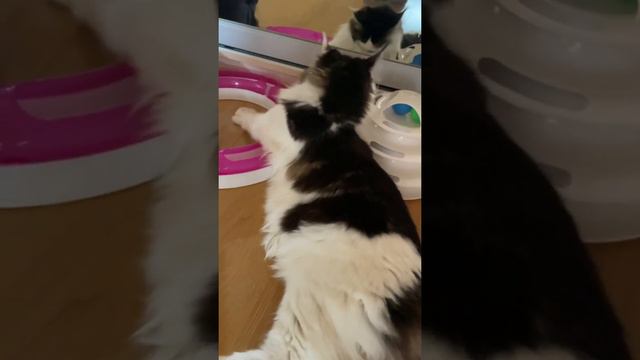 Мейн-кун смотреть онлайн