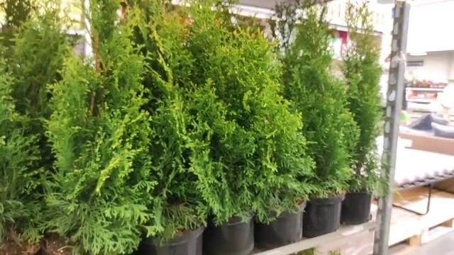 01.04.21.ОРХИДЕИ в Леруа Мерлен на пр. Культуры. смотреть онлайн
