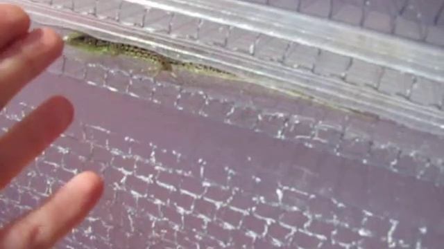 экологичный поликарбонат Novattro смотреть онлайн