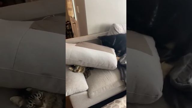 В И Д О С И К И