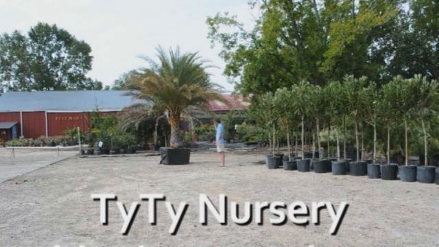 *Plant Sylvester Palm Trees* +Phoenix sylvestris+Zone 8 & 9+ смотреть онлайн