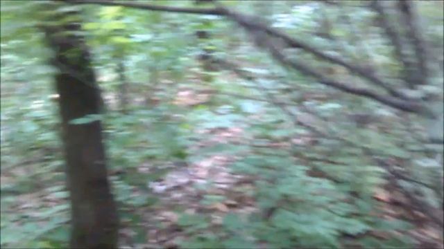 Вперед за дубовыми груздями. 1 часть. смотреть онлайн