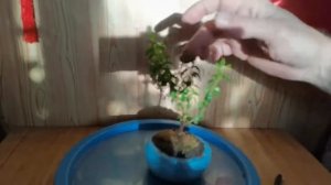 Формировка Бонсай из МИРТА в плошке
