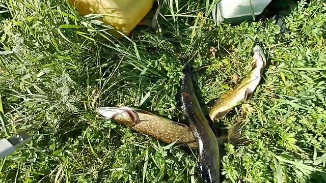 Озеро Пашозеро. Река Паша. Рыбалка. смотреть онлайн