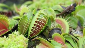 ФАКТЫ ДЛЯ ДЕТЕЙ И ВЗРОСЛЫХ. 10 ИНТЕРЕСНЫХ ФАКТОВ