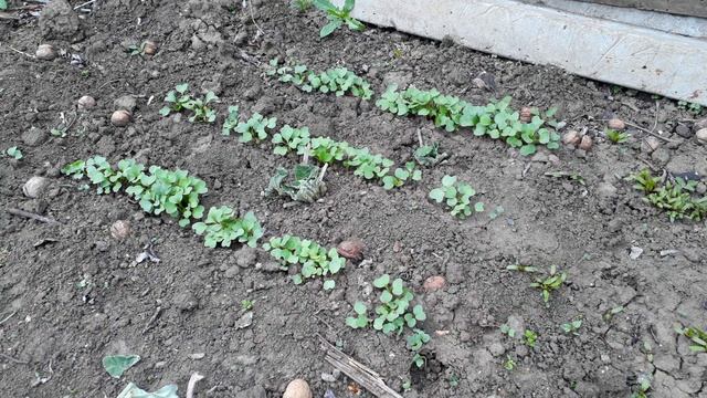 Самый простой СПОСОБ узнать кислая почва или нет.