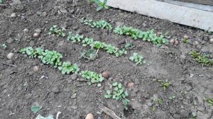 Самый простой СПОСОБ узнать кислая почва или нет.