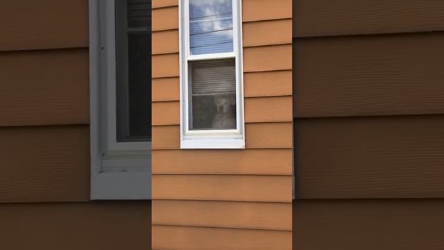 Идеальный охранник. смотреть онлайн