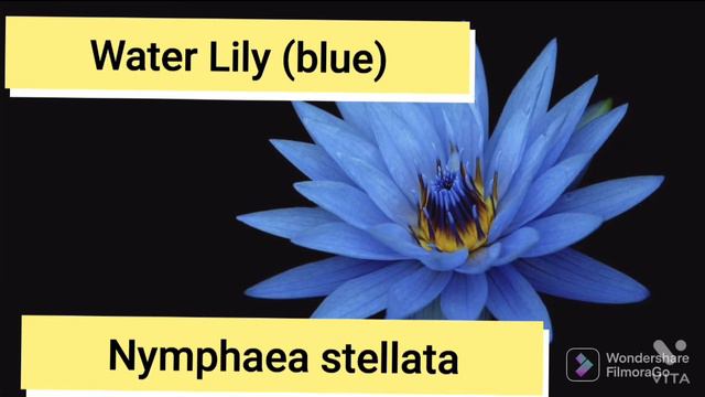 Scientific names of Flowers🌷🌸🌺🥀🌹🏵️🌻🌼 смотреть онлайн