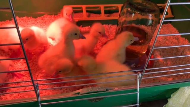 Просто ,гусь лапчатый))) смотреть онлайн