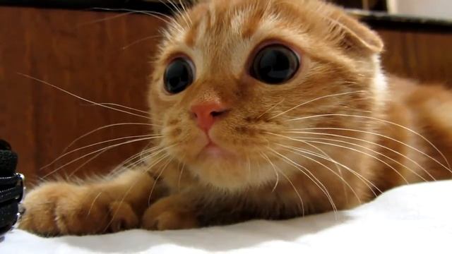 Супер классный шотландский рыжий вислоухий котенок смотреть онлайн