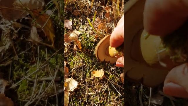 7 ноября, а боровички то ещё растут. смотреть онлайн