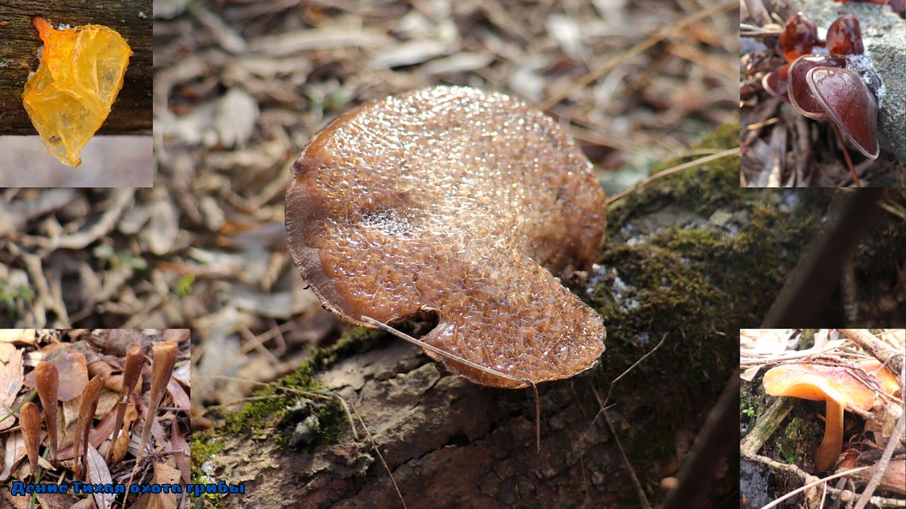 За грибами 1 декабря смотреть онлайн