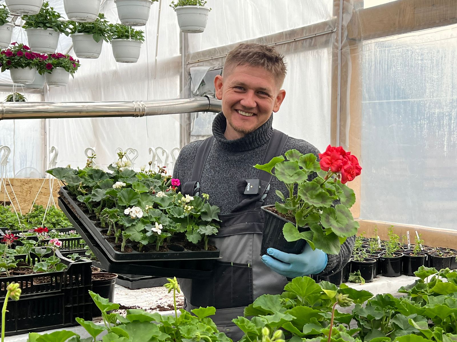 пеларгония пересадка и формирования #пеларгония, #герань, #королевская пеларгония, #цветы, #рассада смотреть онлайн