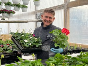 пеларгония пересадка и формирования #пеларгония, #герань, #королевская пеларгония, #цветы, #рассада