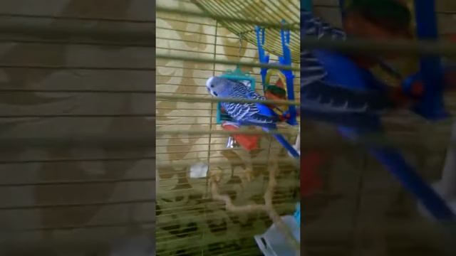 Как приучить попугая к рукам. Советы. смотреть онлайн