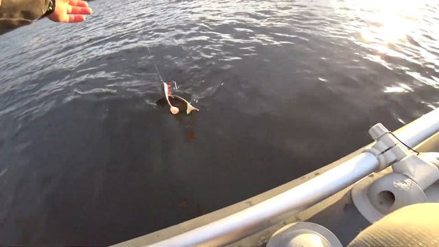 НЕ РЫБАЛКА А ПЕСНЯ, ПОСТАВИЛ ЭТУ ПРИМАНКУ И НАЧАЛОСЬ! смотреть онлайн