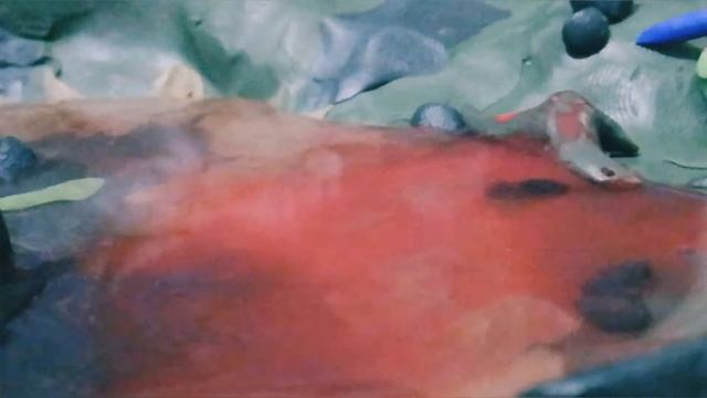 Дилофозавр vs двух ютарапторов!!!