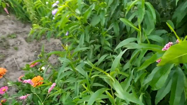 показую дерева персиків,які виросли з кісточок ,в домашніх умовах. смотреть онлайн