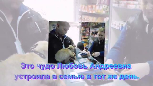 Удачно пристроили бездомную собачку в этот же день смотреть онлайн