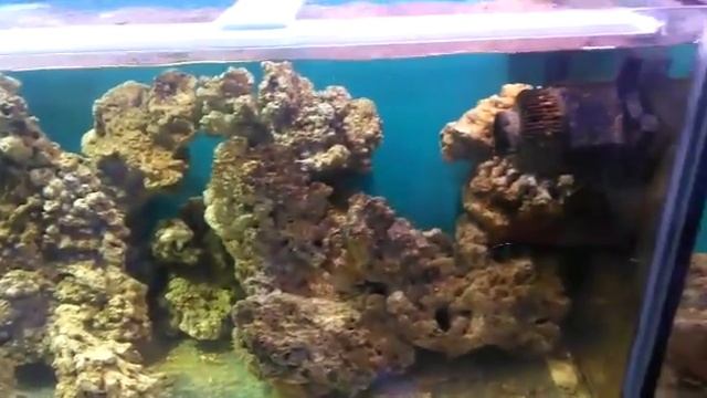 живые камни для морских аквариумов смотреть онлайн