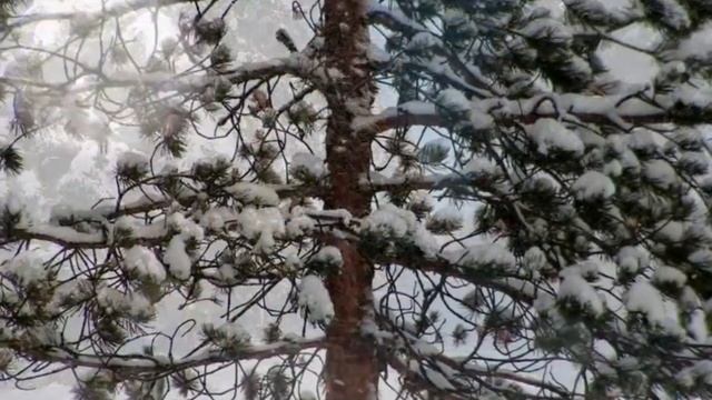 Мороз и солнце - музыка души смотреть онлайн