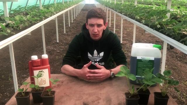 Препарат "АгроВерм" (Agroverm) - применяем на клубнике. Органическое удобрение на основе биогумуса. смотреть онлайн