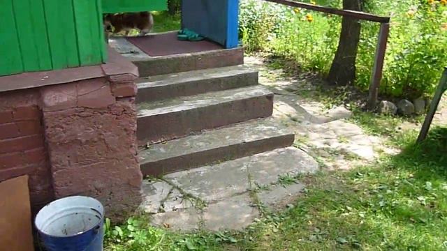 Алиса на даче в июле. смотреть онлайн