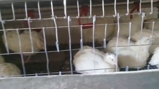 Перепелки начали нести яйца на все 100!!! смотреть онлайн