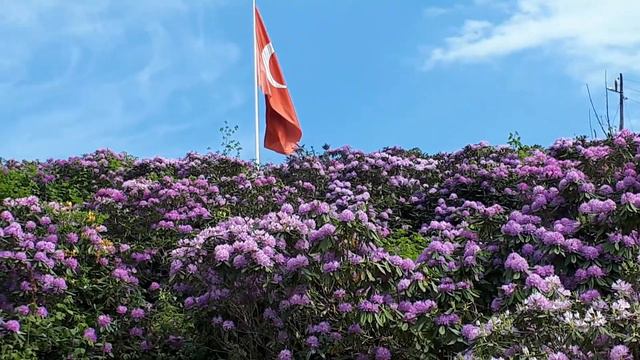 DİZGİNEDE AÇTI AVU (KOMAR) ÇİÇEĞİ смотреть онлайн