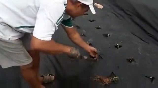 Сорт клубники Кабрилло. Начало истории о этом сорте у себя на участке. Как правильно высаживать ОКС смотреть онлайн