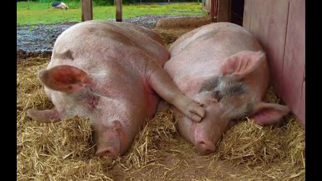 Почему евреи не едят свинина??? смотреть онлайн