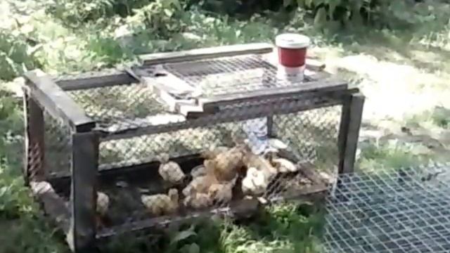 Черри-Велли, Сherry-velly смотреть онлайн