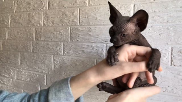 Сфинкс чёрного окраса?#Котята смотреть онлайн