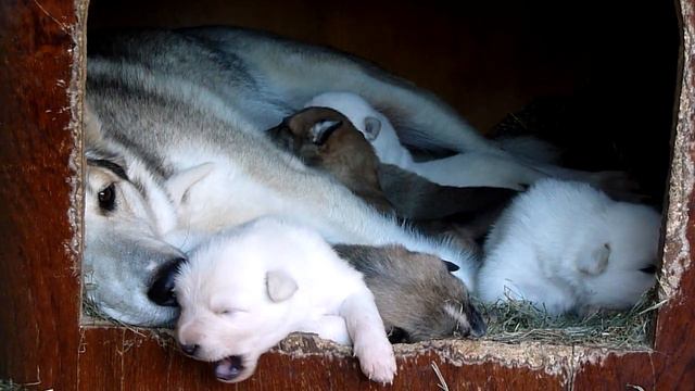 Щенки Западно-сибирской лайки Реймы - 2-ой помет - Reyma-ZSL.ru смотреть онлайн