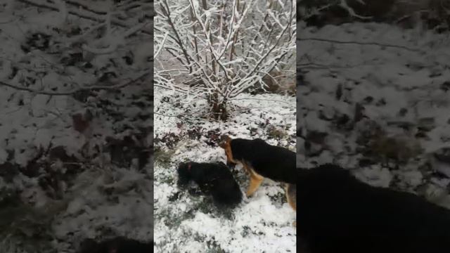 Охотница и сторожиха. 30 ноября смотреть онлайн