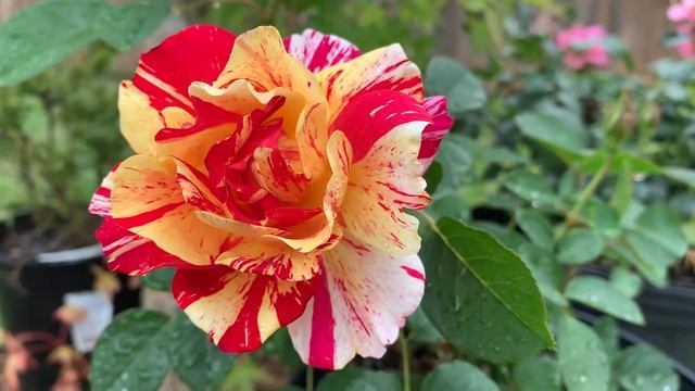 Delbard Rose Maurice Utrillo смотреть онлайн