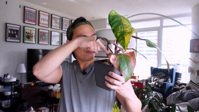 Propagating my Philodendron Strawberry Shake 🍓| Propagate with me 💚 смотреть онлайн