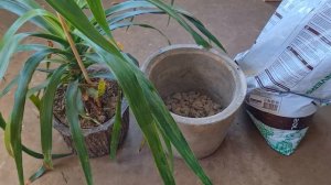 Как ПЕРЕСАДИТЬ ДРАЦЕНУ в другой горшок | Весенняя пересадка драцены в домашних условиях