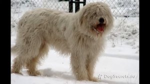 Южно русская овчарка