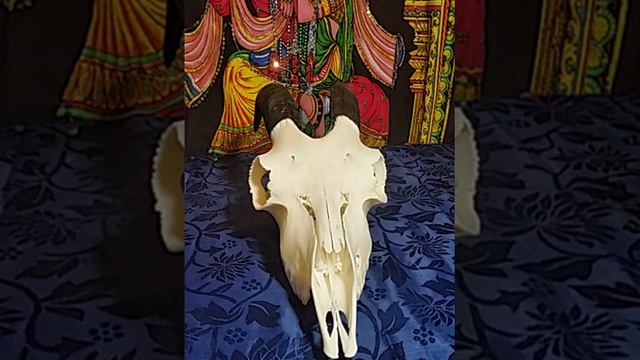 Магические атрибут "череп козлика" смотреть онлайн