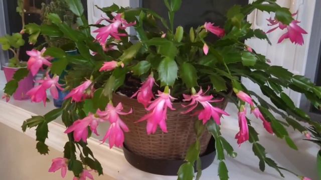 How to propogate Christmas cactus from single leaf || Garden ideas for home || creative garden смотреть онлайн