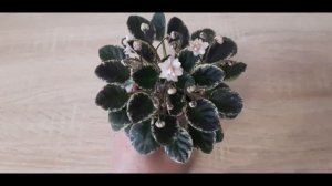 #цветущиефиалки#минифиалки#полумини   Цветущие фиалки полумини Н-Радость и мини Н-Игра в бисер