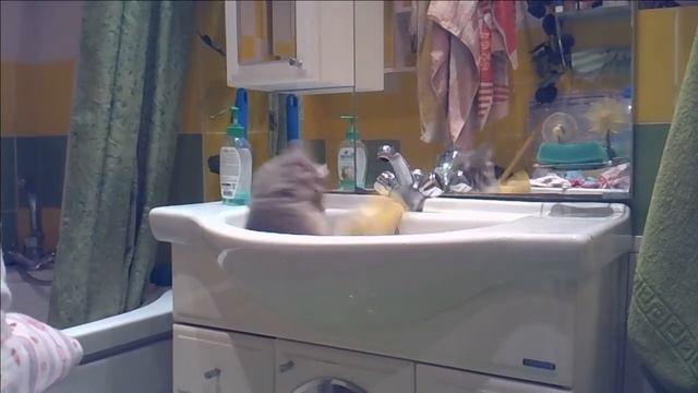Кот. Раковина. Развлекушки-приколюшки. Cat. Sink. Amusing pranks. смотреть онлайн