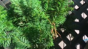 Тис Ягодный. Черенкование и укоренение осенью. Эксперимент!