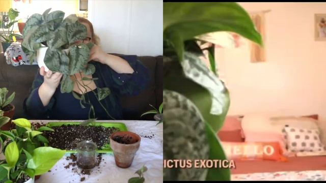 20 Questions: Plant Edition + Repot With Me | Do You Want To Play A Game? смотреть онлайн