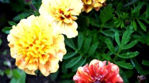 ЭТИ цветы нужны в КАЖДОМ саду! Бархатцы для лоджии и клумбы. Бархатцы Клубничный Блонд