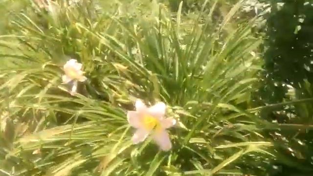 Лилии. Лилейники смотреть онлайн